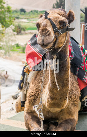 Camel sorriso Foto Stock