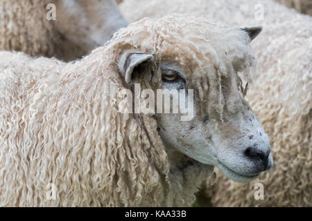 Ovis aries. Cotswold pecore in mostra a Daylesford fattoria organica festival di autunno, Gloucestershire, Inghilterra Foto Stock