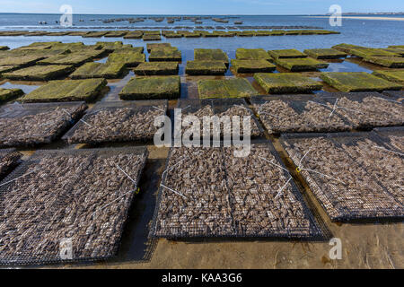 Oyster pescatori agricoltori crescente ostriche sulla loro oyster farm in cestelli in seduta di acqua oceanica. Foto Stock