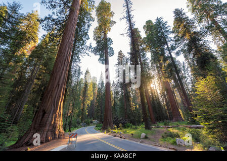 La guida attraverso sequoie giganti nel parco nazionale di Sequoia Foto Stock