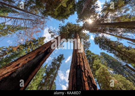 Redwood alberi di sequoia National Park, California. Foto Stock