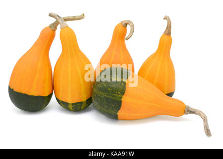 Il gruppo di cinque privi di squame, a forma di pera di colore arancione e verde coloquintidi ornamentali, quattro verticale, uno di piatto, isolato su sfondo bianco Foto Stock