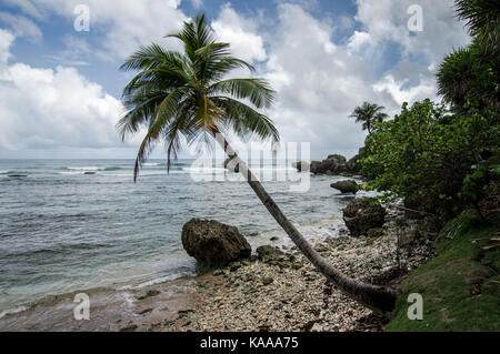 Bello e robusto Bathsheba Beach sulla costa est di Barbados Foto Stock