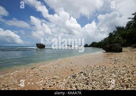 Bello e robusto Bathsheba Beach sulla costa est di Barbados Foto Stock