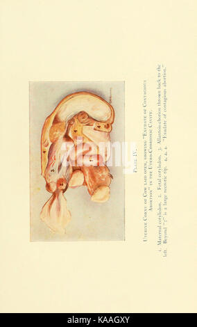 Le malattie degli organi genitali degli animali domestici BHL21321626 Foto Stock