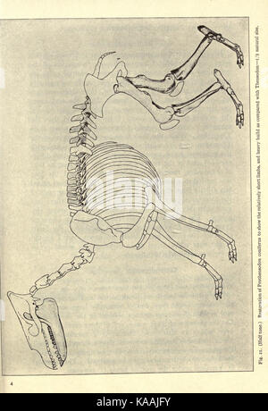 La formazione Deseado in Patagonia si riferisce a una regione geologica ricca di fossili. Pagina 49 di questo testo si concentra sul suo significato scientifico, in particolare nella paleontologia e nello studio della vita preistorica nella regione della Patagonia. Foto Stock