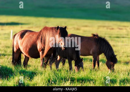 Famiglia di cavalli islandesi Foto Stock