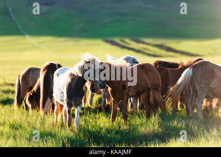 Allevamento di cavalli islandesi Foto Stock