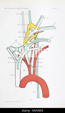 L'anatomia e sviluppo di la somministrazione sistemica di vasi linfatici nel gatto domestico BHL21440393 Foto Stock