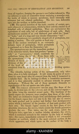 Pagina 245 da "The Cat: An Introduction to the Study of Backboned Animals", un testo scientifico che si concentra sull'anatomia e la classificazione dei gatti nel contesto degli animali vertebrati. Foto Stock