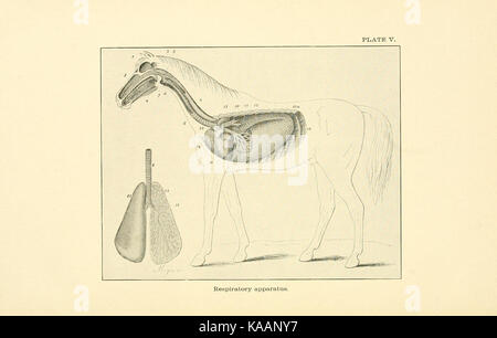 Un testo storico intitolato "The Army Horse in Accident and Disease", che descrive il ruolo dei cavalli nel servizio militare, le loro ferite e le malattie che li colpiscono, conservato in un archivio. Foto Stock