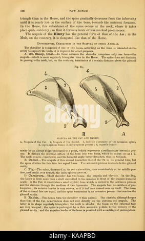 La anatomia comparata degli animali addomesticati (pagina 100) BHL21266424 Foto Stock