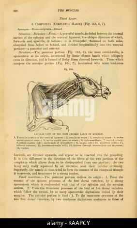 Una pagina del libro "l'anatomia comparata degli animali domestici", incentrata sulle caratteristiche anatomiche delle specie domestiche, contribuendo alla scienza veterinaria e alla biologia. Foto Stock