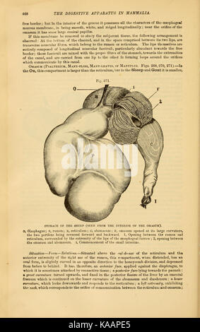 Questo testo si concentra sull'anatomia comparata degli animali domestici, confrontando le strutture fisiologiche di diverse specie come bovini, cavalli e cani. Fornisce informazioni su come questi animali si sono adattati agli ambienti umani e ai loro ruoli nella società. Foto Stock