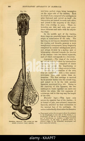 Questa pagina di "The comparative Anatomy of the domesticated Animals" (anatomia comparata degli animali domestici) offre informazioni sulla struttura anatomica delle specie domestiche, fornendo conoscenze di base per gli studi veterinari e zoologici. Foto Stock