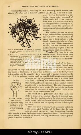 Solipedi . La anatomia comparata degli animali domestici. Anatomia Veterinaria ...