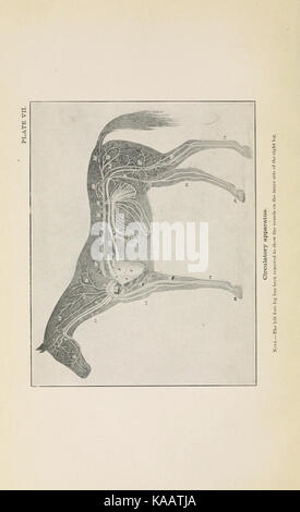 L'esercito cavallo in infortunio e malattia, edizione 1909 BHL20991720 Foto Stock