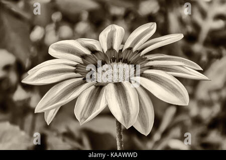 Gazania fiore in tonalità seppia Foto Stock