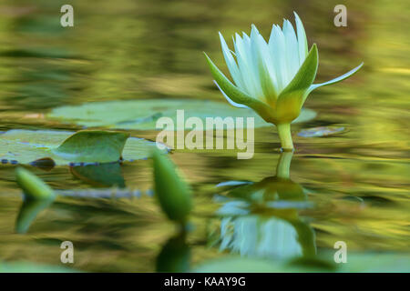 Un primo piano di un fiore di giglio d'acqua bianca (Nymphaea sp.) in un giardino d'acqua nel New York City Central Park, New York, Stati Uniti. Foto Stock