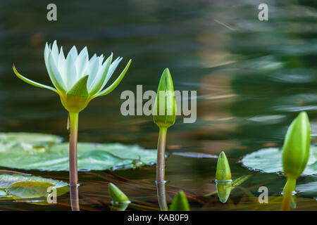 Un primo piano di un fiore di giglio d'acqua (Ninfaea sp.) in un giardino d'acqua nel New York City Central Park, New York. Foto Stock