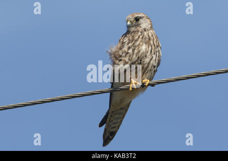 Un gheppio (Falco tinnunculus) appollaiato su un filo. Foto Stock