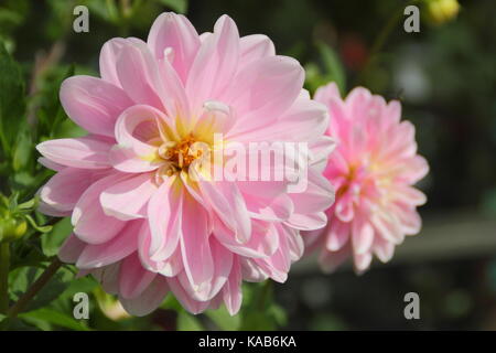 Dahlia 'Bracken Ballerina", una rosa, tipo di ninfea dalia, in piena fioritura in un giardino inglese in tarda estate Foto Stock