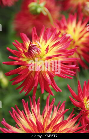 Dahlia 'Weston Spanish Dancer',un tipo di cactus, bicolor vistosi fiori in piena fioritura in un giardino inglese in tarda estate (agosto), Regno Unito Foto Stock