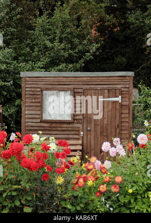 Dahlia blumi compresi Bargaly Blush e Weston Spanish Dancer, fioritura di fronte a un capannone in un inglese un riparto giardino in tarda estate Foto Stock