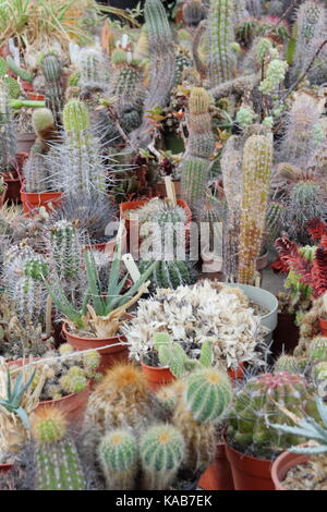 Una collezione privata di cactus (succulente) piante in una soleggiata piscina spot, REGNO UNITO Foto Stock