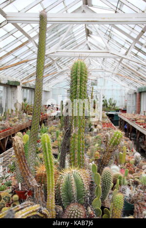 Una collezione privata di cactus e piante sul display a fianco di piante in vendita in grandi serre a Oak Dene vivai, Barnsley, England, Regno Unito Foto Stock