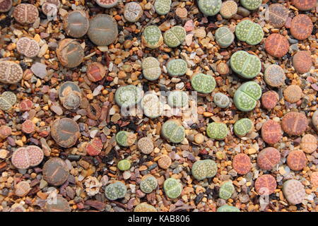 Lithops, comunemente chiamato pietra viva le piante succulente, crescendo in ambienti interni in una calda e luminosa spot, REGNO UNITO Foto Stock