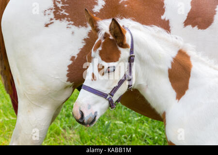 Puledro neonato bianco marrone con la madre a cavallo Foto Stock