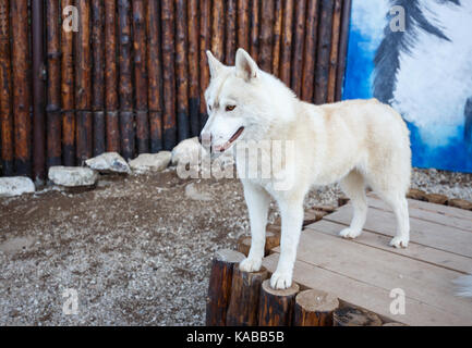 Ritratto di bella siberian husky cane in piedi su legno Foto Stock