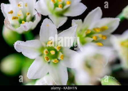 Bella bianco petali di fiori di colore giallo e con centro verde, mostrando i gambi e polline, soft focus e piccole profondità di campo e sfondo nero, con sma Foto Stock