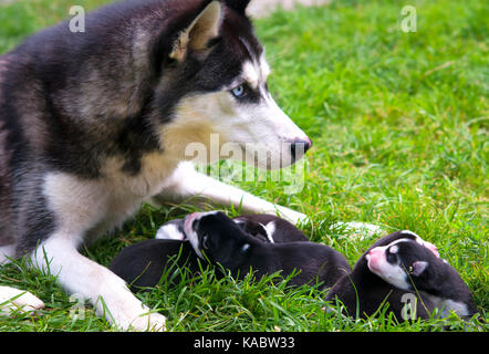 Husky madre cuccioli di alimentazione. un close up Foto Stock