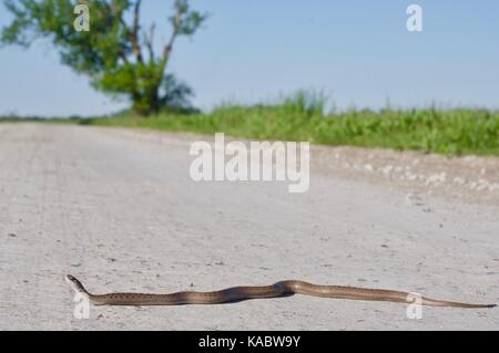 Un dekay's brownsnake (storeria dekayi) disteso su una strada di ghiaia a Squaw Creek National Wildlife Refuge, Missouri, Stati Uniti d'America Foto Stock