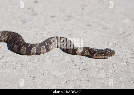 Un giovane watersnake comune (nerodia sipedon sipedon) disteso su una strada di ghiaia a Squaw Creek National Wildlife Refuge, Missouri, Stati Uniti d'America Foto Stock