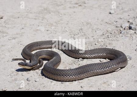 Un graham aragosta snake (regina grahamii) su una strada di ghiaia a Squaw Creek National Wildlife Refuge, Missouri, Stati Uniti d'America Foto Stock