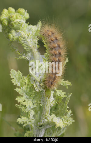 Legno Tiger Caterpillar, Parasemia plantaginis Foto Stock