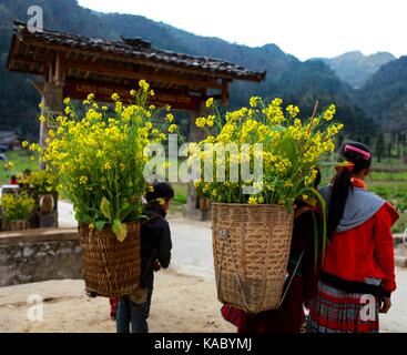 Dong van, ha giang, vietnam, gennaio 01, 2017: non identificato la minoranza etnica bambini con ceste di semi di ravizzone o colza di fiore in hagiang, Vietnam. hagiang è un né Foto Stock