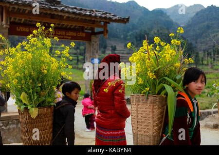 Dong van, ha giang, vietnam, gennaio 01, 2017: non identificato la minoranza etnica bambini con ceste di semi di ravizzone o colza di fiore in hagiang, Vietnam. hagiang è un né Foto Stock