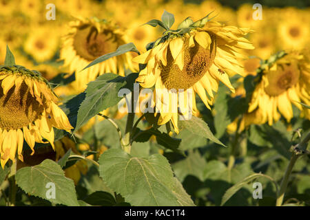 Il miele api in un campo di girasoli che fiorisce in early morning sun. Foto Stock