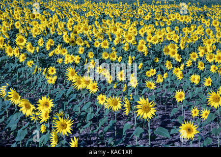 Campo di girasoli che fiorisce in early morning sun. Foto Stock