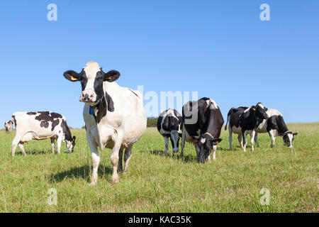 Curioso in bianco e nero Holstein vacca da latte avvicinando la fotocamera sulla skyline mentre il resto della mandria di bestiame pascola l'erba verde nella pa Foto Stock