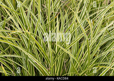 Bianco lineare variegatura nel fogliame della bassa crescita evergreen carici, Carex morrowii "danza su ghiaccio' Foto Stock