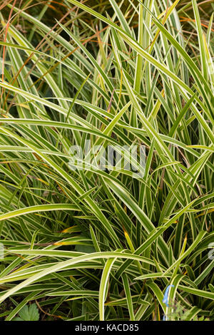 Bianco lineare variegatura nel fogliame della bassa crescita evergreen carici, Carex morrowii "danza su ghiaccio' Foto Stock