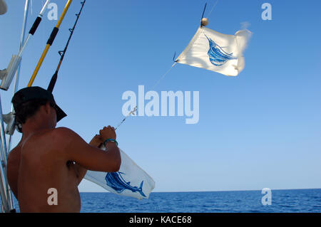 Il sollevamento sailfish bandiere alla fine di una giornata di pesca in mare aperto vicino a Port Aransas, Texas Foto Stock