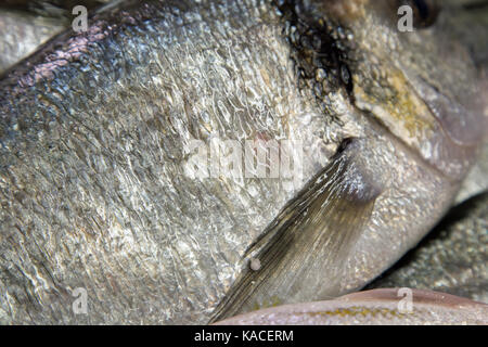 Pesce d'argento fotografato vicino fino Foto Stock