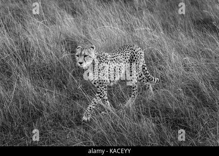 Adulto ghepardo (Acinonyx jubatus), il Masai Mara, Kenya sul prowl camminare furtivamente attraverso erba lunga a Savannah in morbida luce mattutina Foto Stock