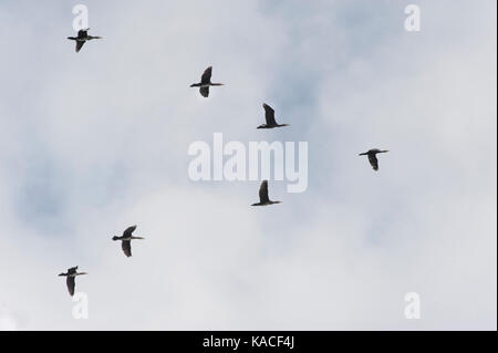 Stormo di cormorani, Phalacrocorax carbo, in V-formazione volo sopra il serbatoio del Brent, London, Regno Unito Foto Stock